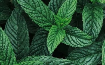 menta piperita