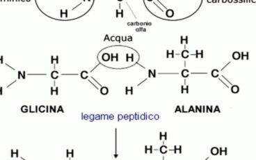 aminoacidi, cosa sono e a cosa servono